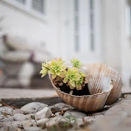 Tino With Two Sunny Terace *